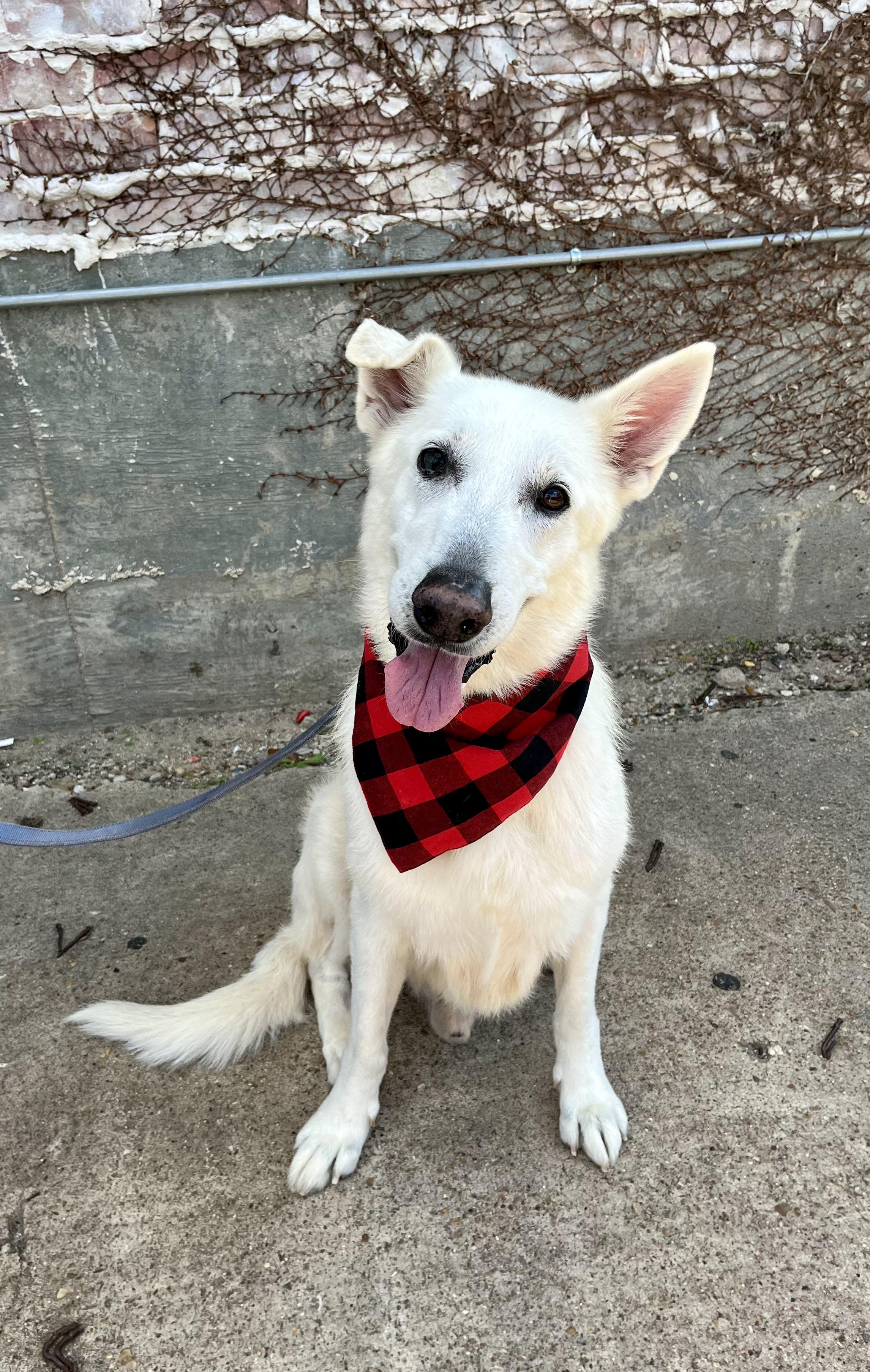 Enlarge Ghost2, a Adoptable mixed breed in Houston, TX image 3/6