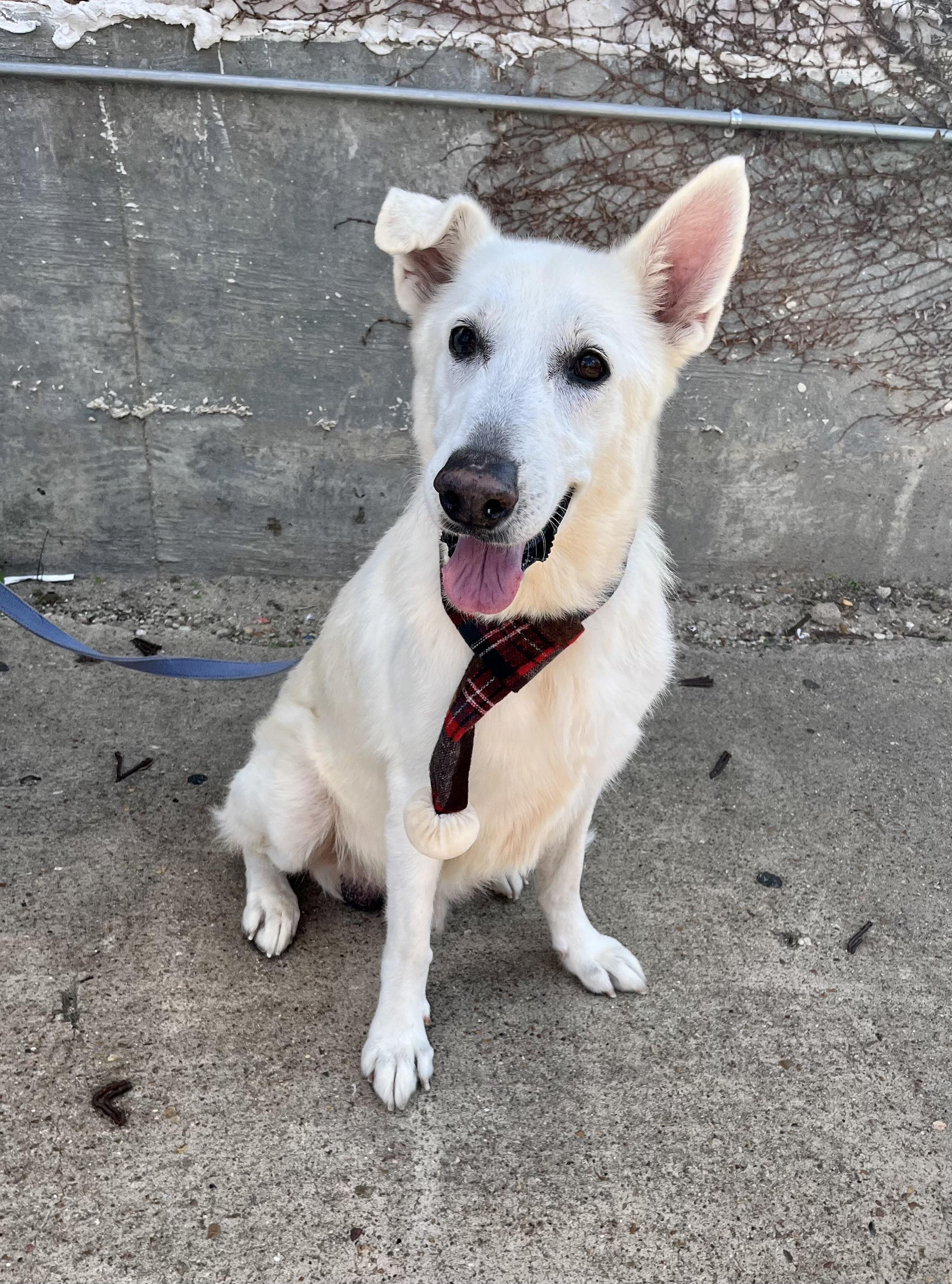 Enlarge Ghost2, a Adoptable mixed breed in Houston, TX image 4/6