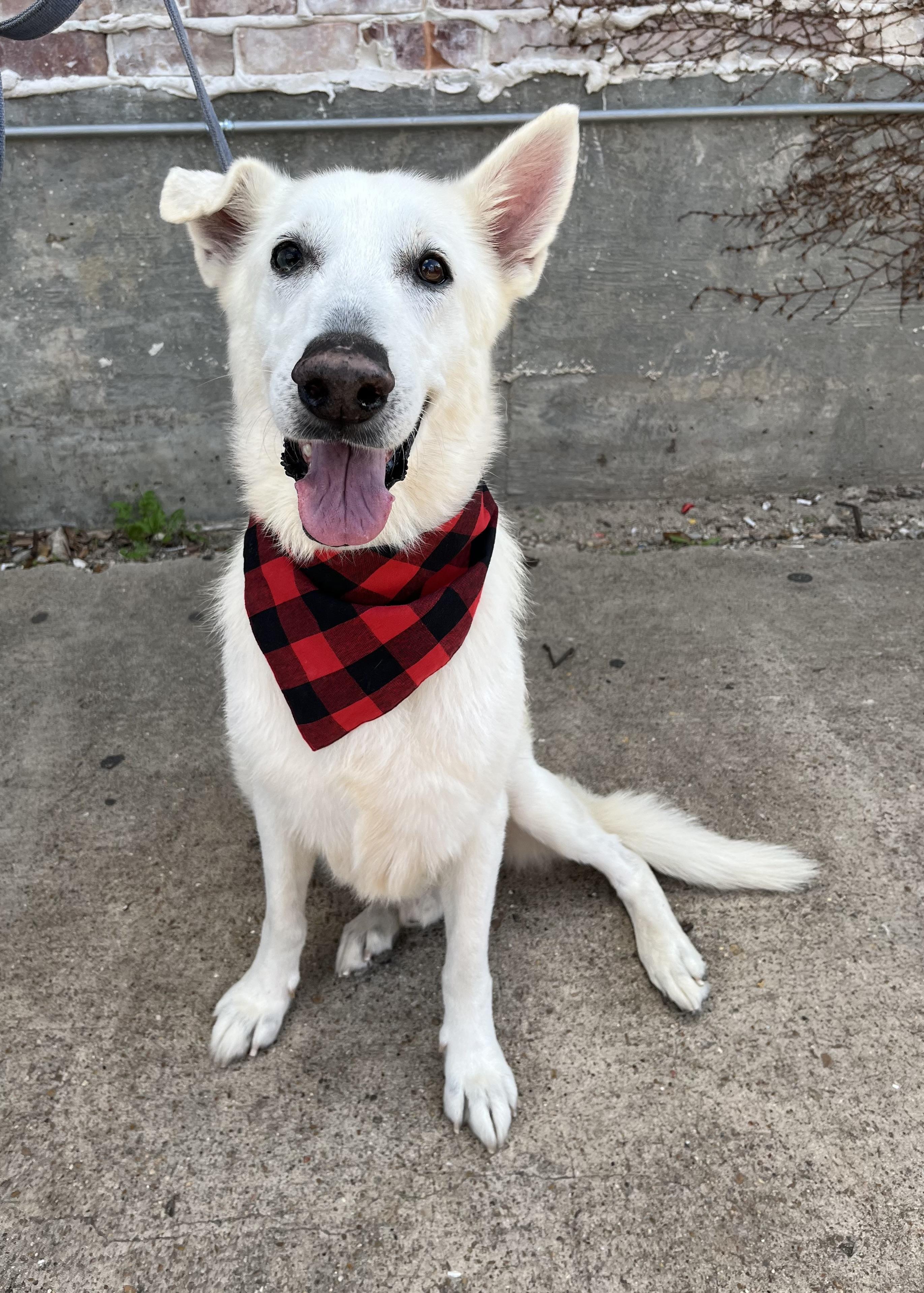 Enlarge Ghost2, a Adoptable mixed breed in Houston, TX image 6/6
