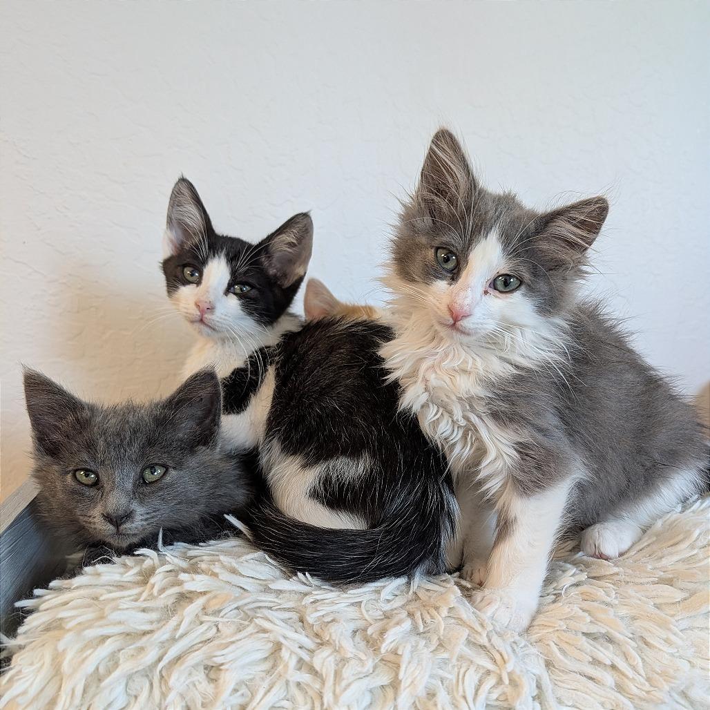Enlarge Rubble, a Adoptable Domestic Short Hair in Pleasant Hill, CA image 1/4