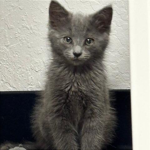 Enlarge Rubble, a Adoptable Domestic Short Hair in Pleasant Hill, CA image 2/4