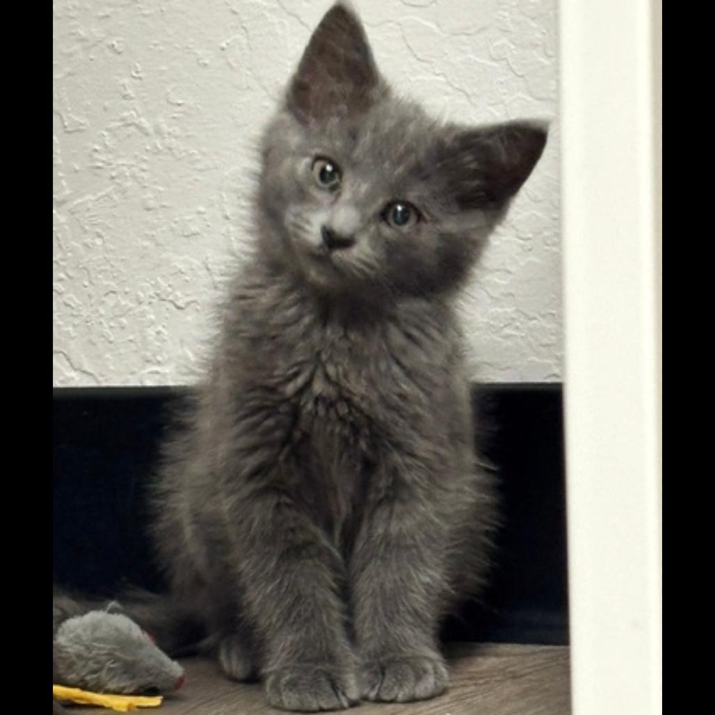 Enlarge Rubble, a Adoptable Domestic Short Hair in Pleasant Hill, CA image 3/4