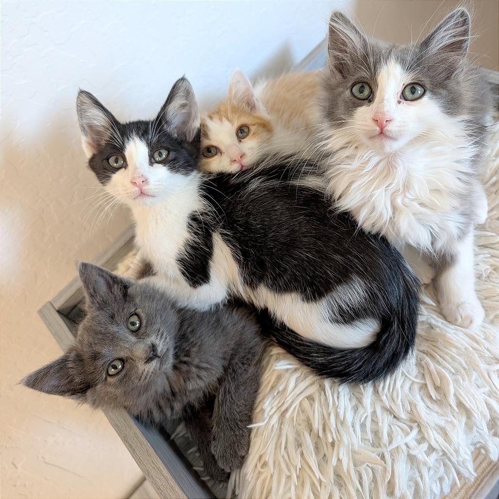 Enlarge Rubble, a Adoptable Domestic Short Hair in Pleasant Hill, CA image 4/4