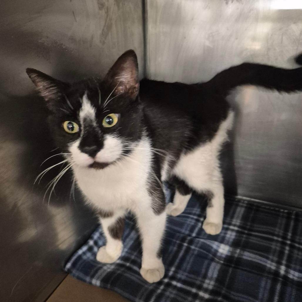 Titus, Adoptable, Adult Male Domestic Short Hair.