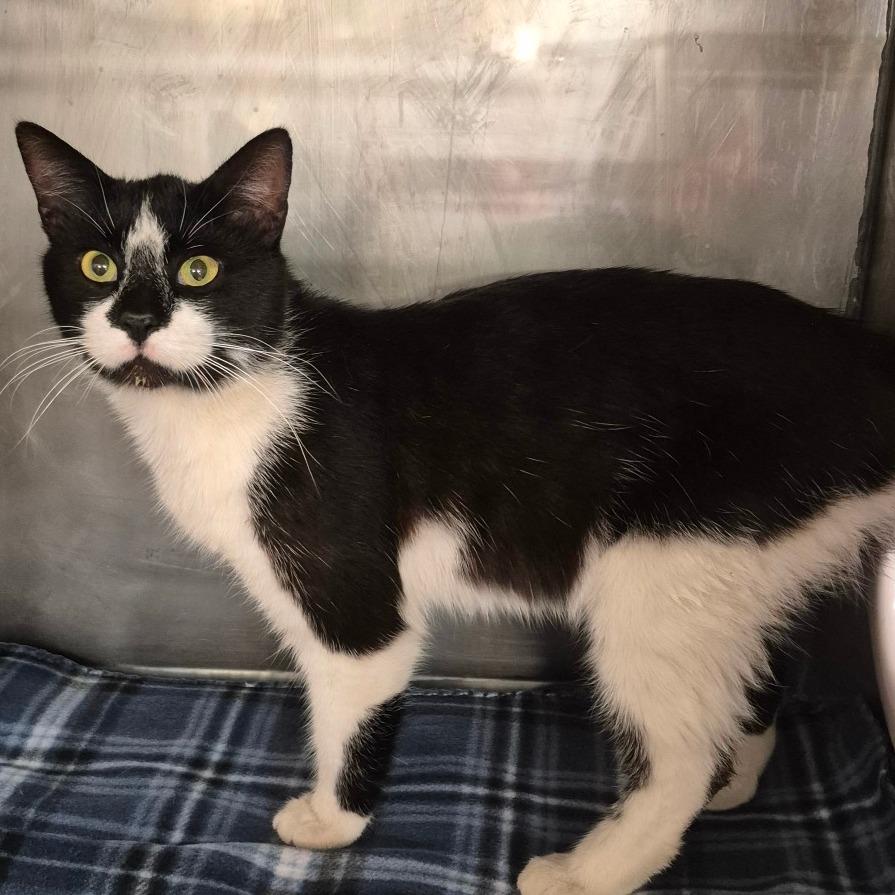 Enlarge Titus, a Adoptable Domestic Short Hair in Lake Panasoffkee, FL image 2/2