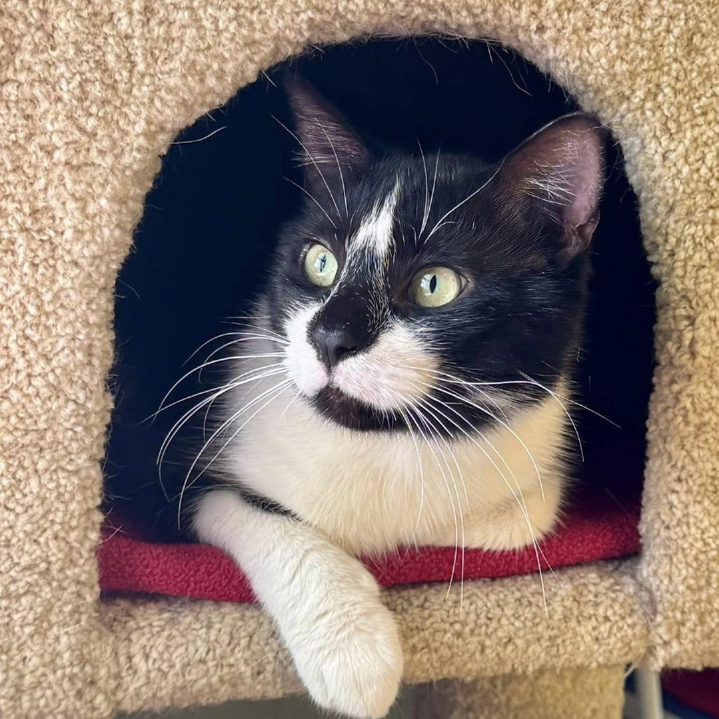 Enlarge Titus, a Adoptable Domestic Short Hair in Lake Panasoffkee, FL image 3/3