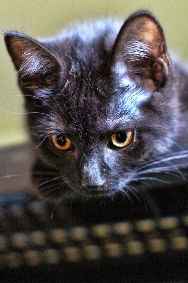 Kanga, a Adopted Domestic Short Hair in Markham, ON image 1/3