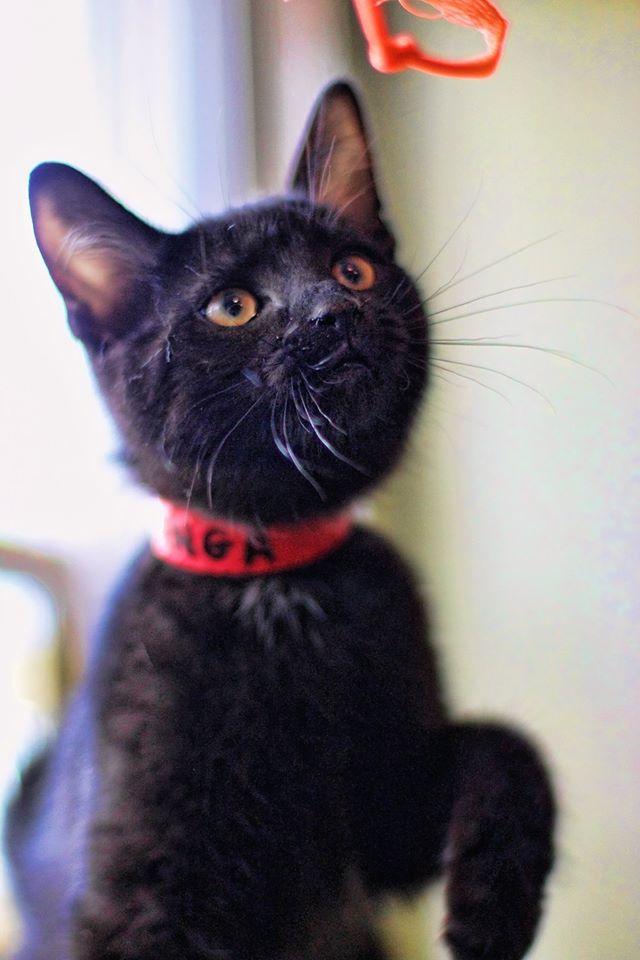 Kanga, a Adopted Domestic Short Hair in Markham, ON image 2/3