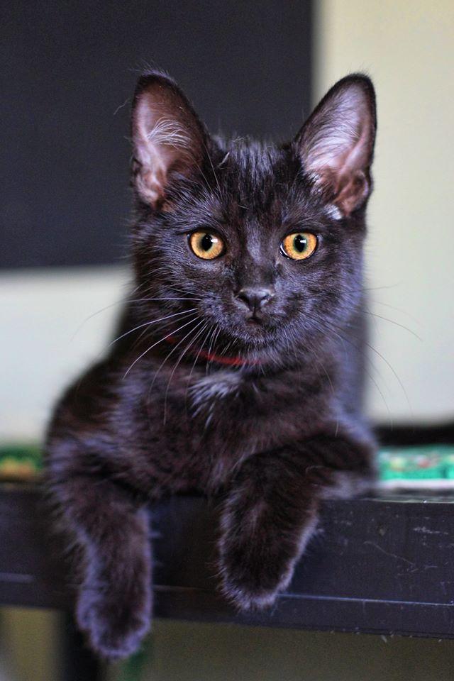 Kanga, a Adopted Domestic Short Hair in Markham, ON image 3/3