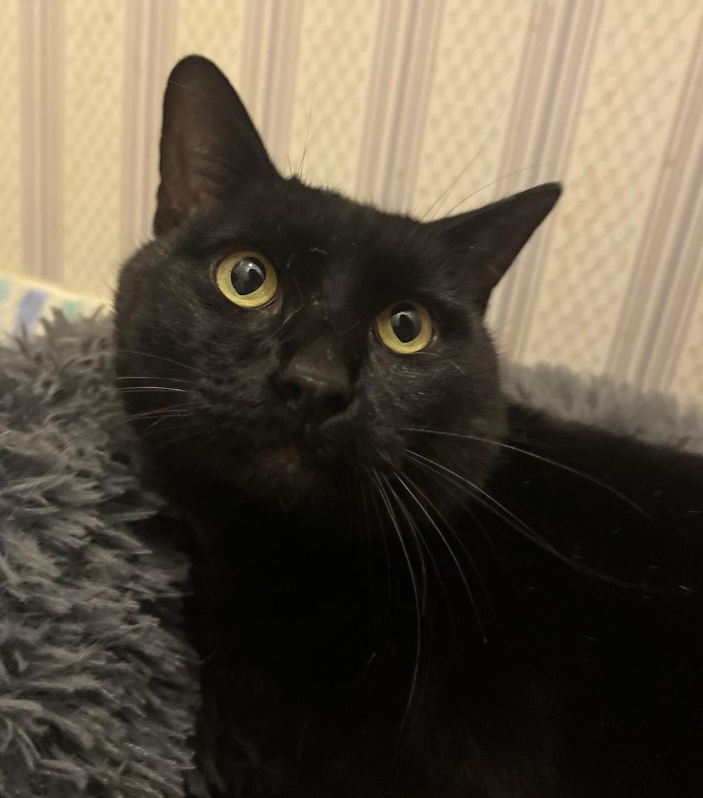 Jiji, Adoptable, Adult Male Domestic Short Hair.