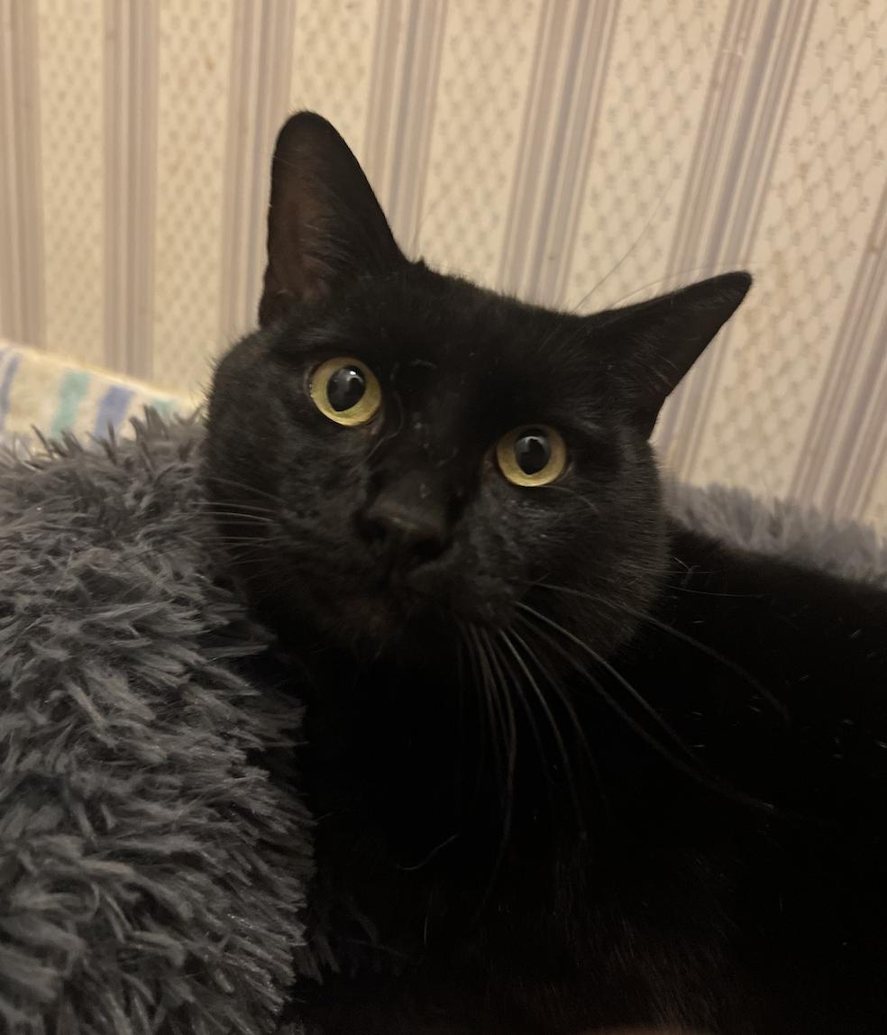 Enlarge Jiji, a Adoptable Domestic Short Hair in Frisco, TX image 2/3