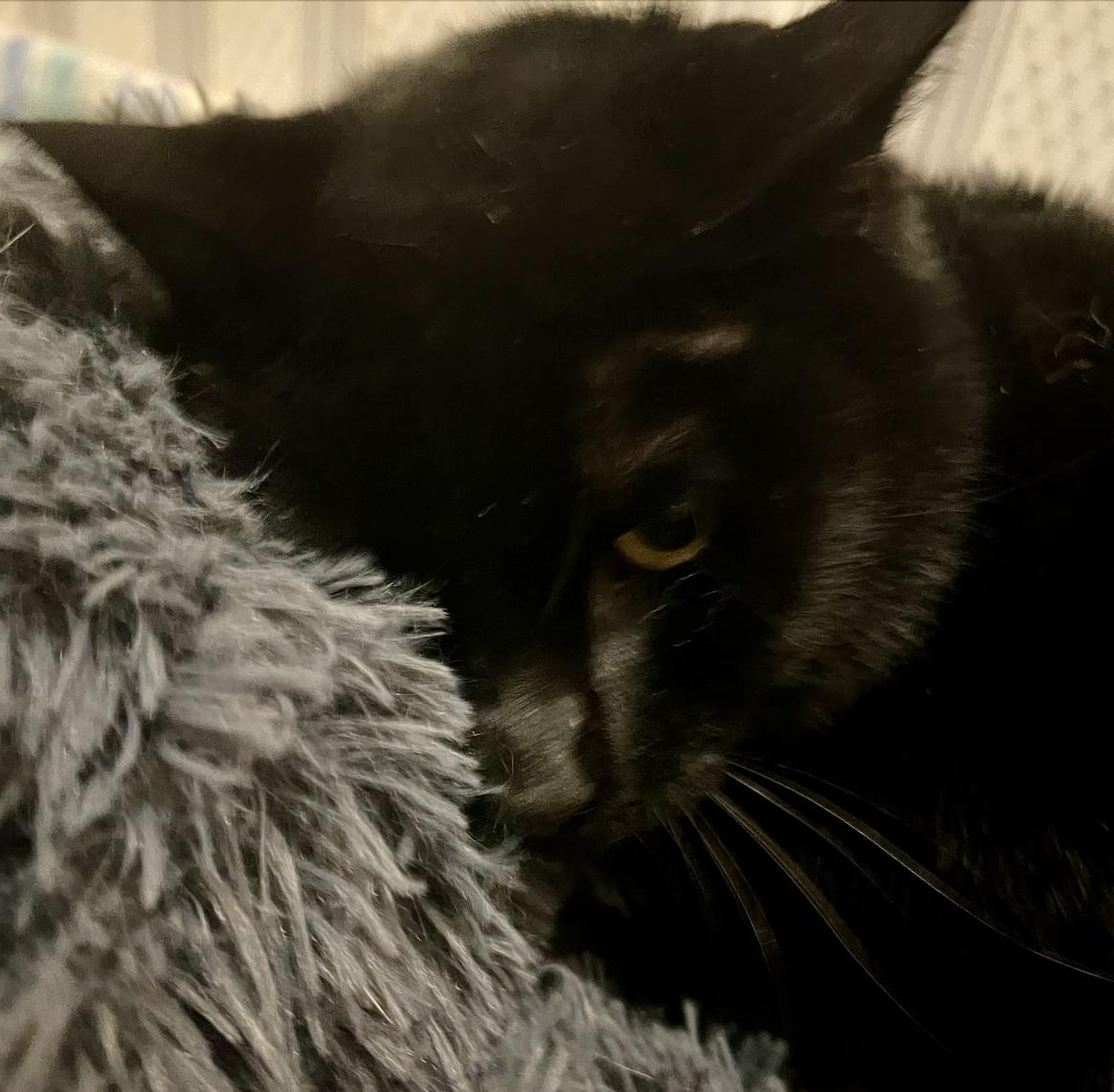 Enlarge Jiji, a Adoptable Domestic Short Hair in Frisco, TX image 3/3