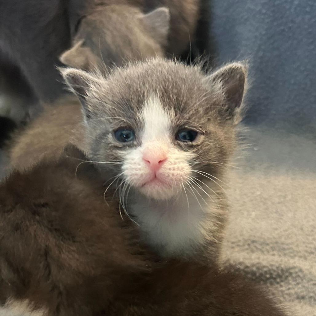 Paprika, a Adoptable Domestic Short Hair in Waynesville, NC image 1/6