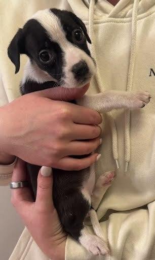 Enlarge Andromeda, a Adoptable mixed breed in Sedalia, CO image 1/5