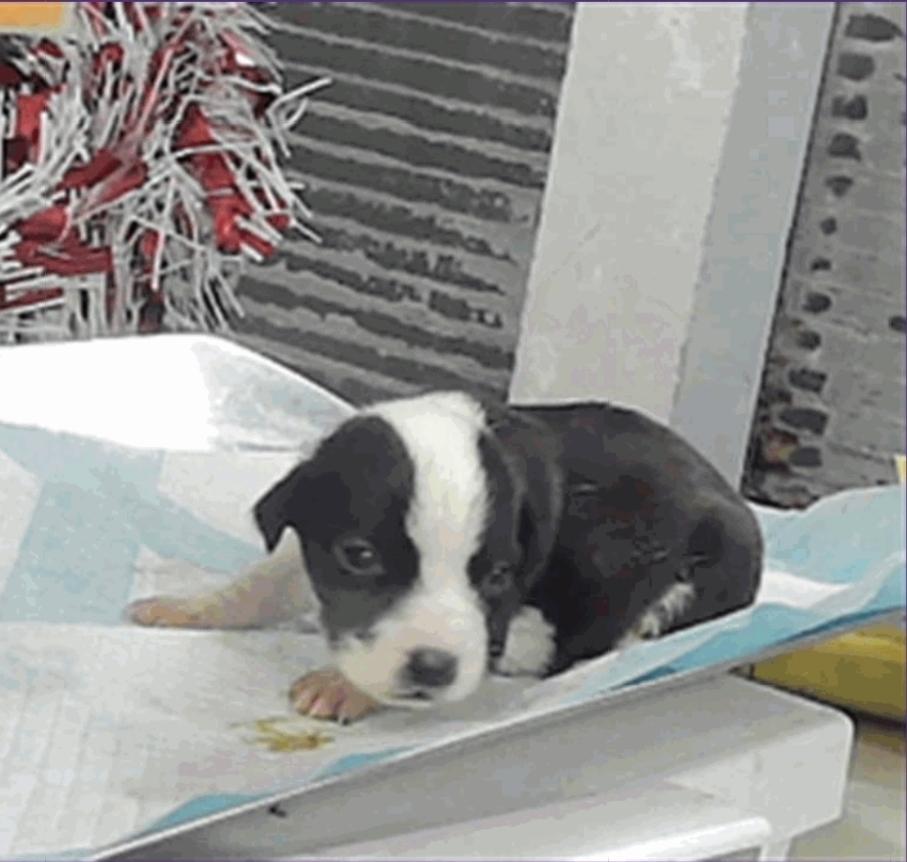 Enlarge Andromeda, a Adoptable mixed breed in Sedalia, CO image 2/5