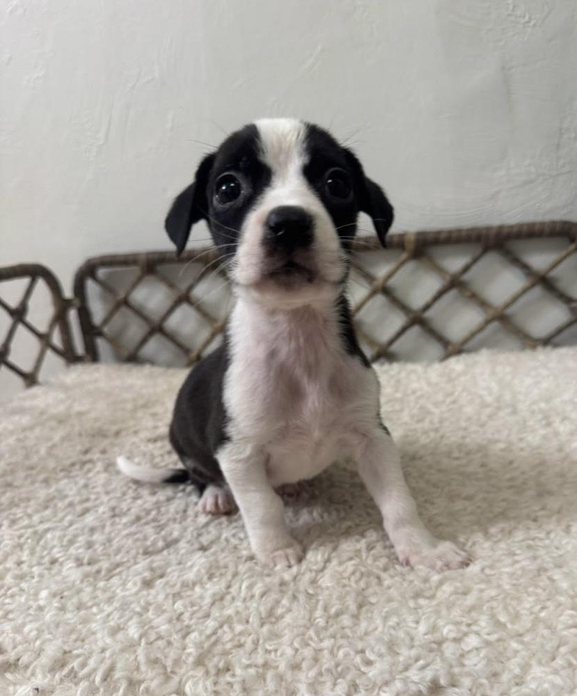 Enlarge Andromeda, a Adoptable mixed breed in Sedalia, CO image 3/5