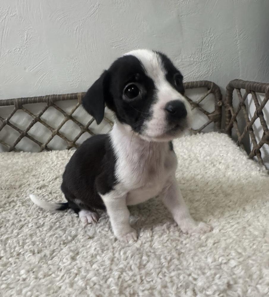 Enlarge Andromeda, a Adoptable mixed breed in Sedalia, CO image 4/5