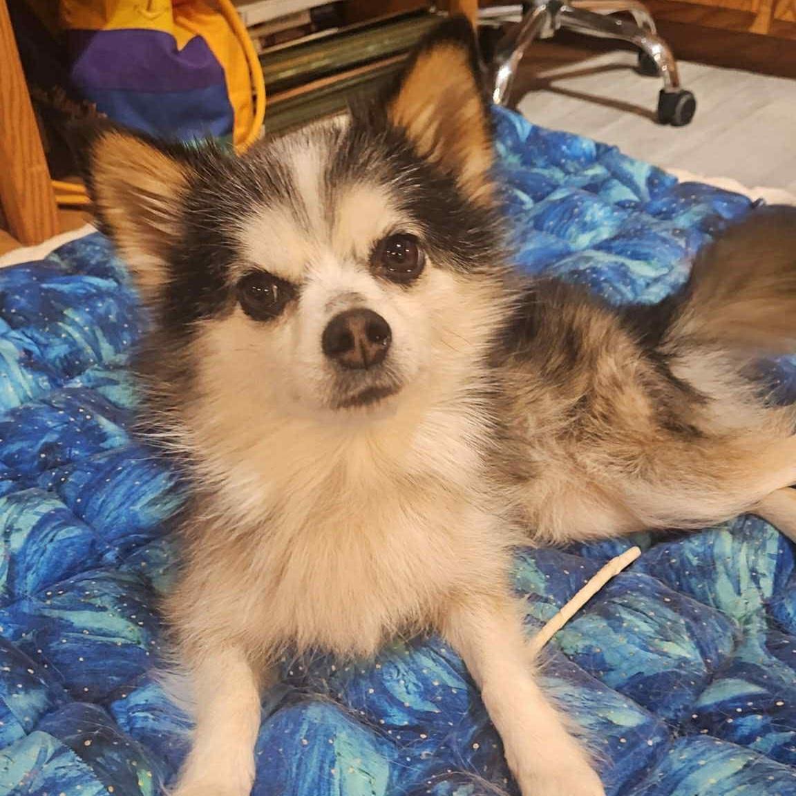 Barney, an adoptable Pomsky, Mixed Breed in Normal, IL, 61761 | Photo Image 3
