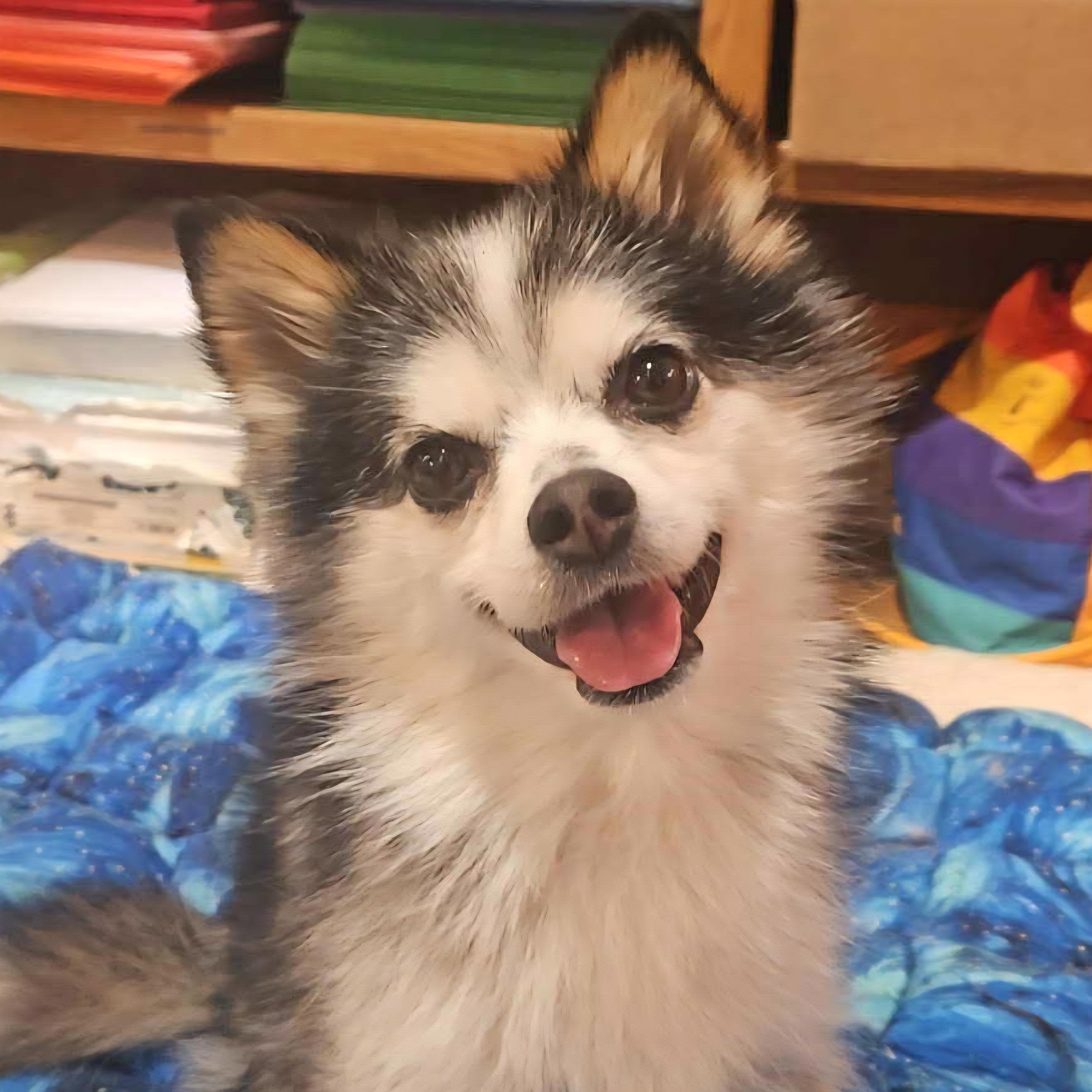 Barney, an adoptable Pomsky, Mixed Breed in Normal, IL, 61761 | Photo Image 1