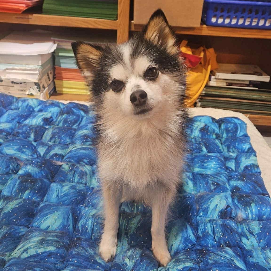 Barney, an adoptable Pomsky, Mixed Breed in Normal, IL, 61761 | Photo Image 2