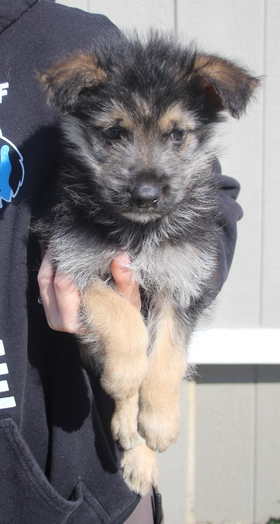 Hawaiian, Adoptable, Puppy Male Shepherd & Terrier.
