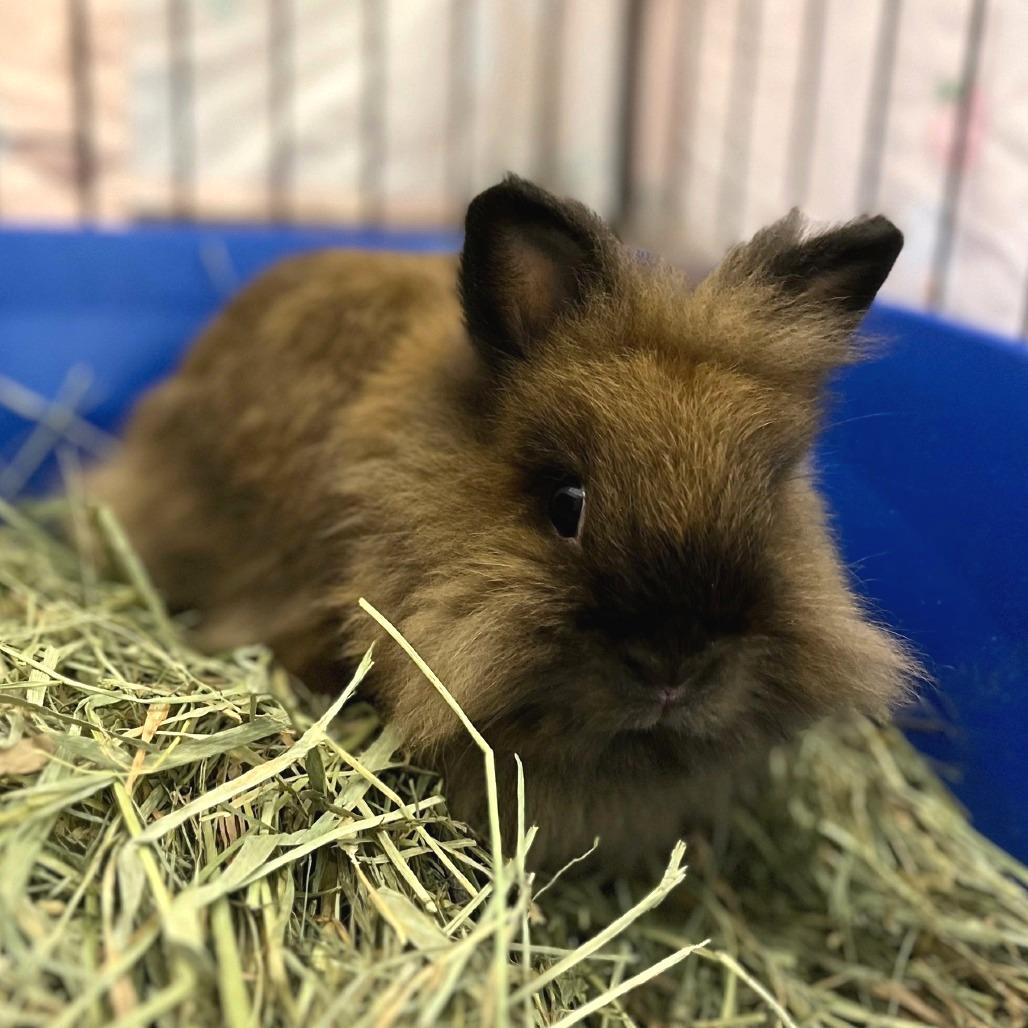 Enlarge Cecelia, a Adoptable Lionhead in Oshkosh, WI image 2/2