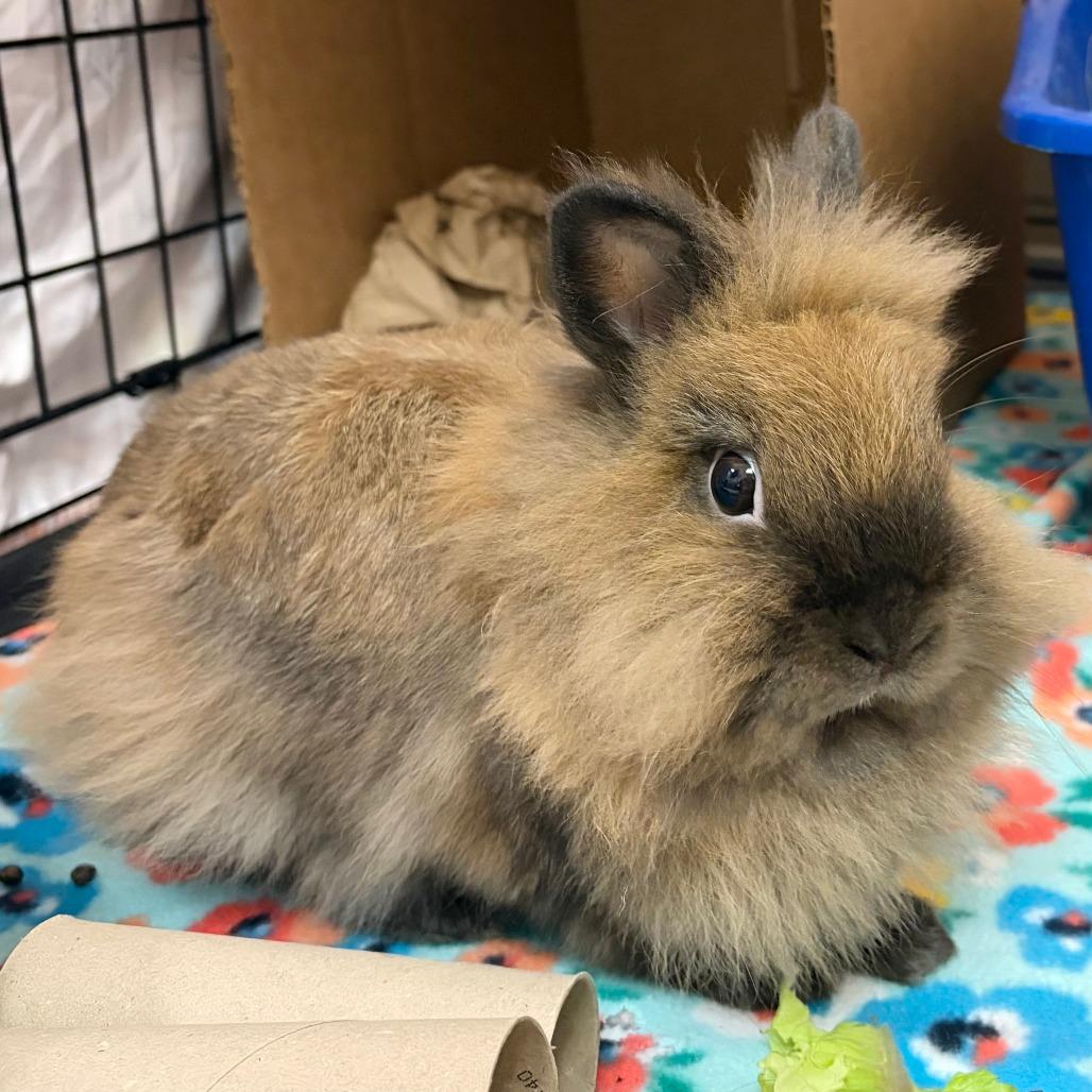 Cecelia, Adoptable, Adult Female Lionhead.