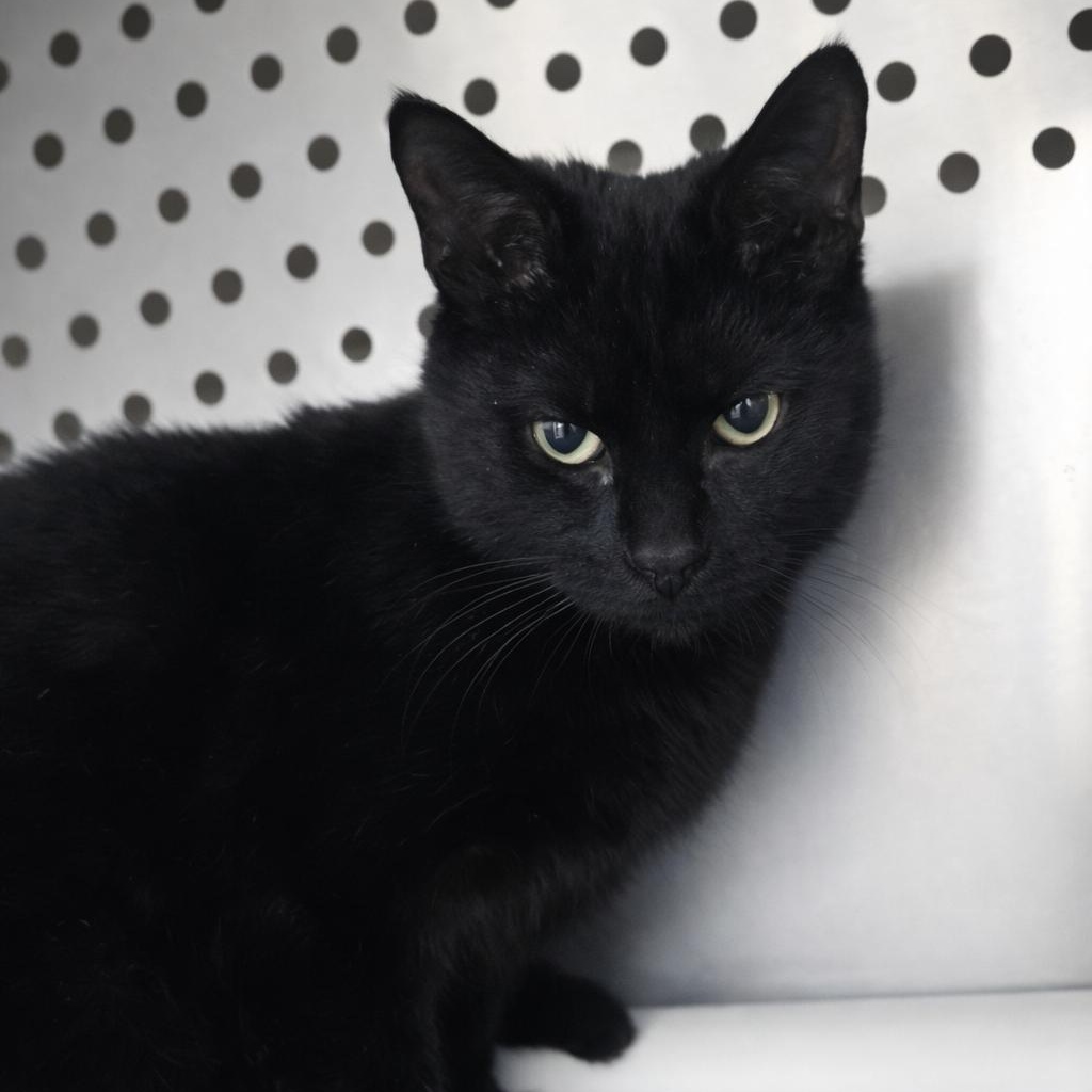 Enlarge Joan, an adoptable Domestic Short Hair in Orange, VA image 1/1