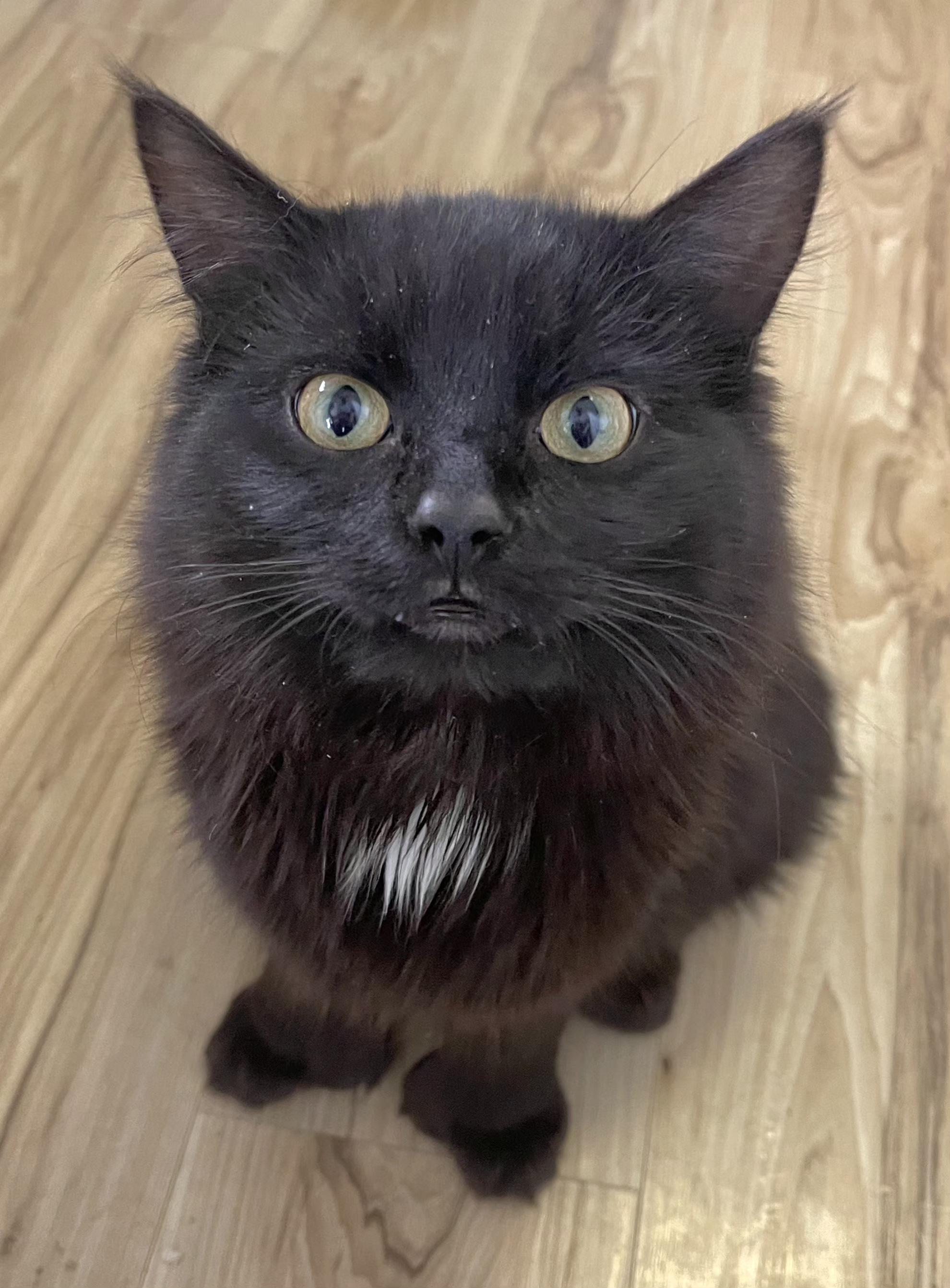 Blackjack, Adoptable, Young Male Extra-Toes Cat / Hemingway Polydactyl & Munchkin.