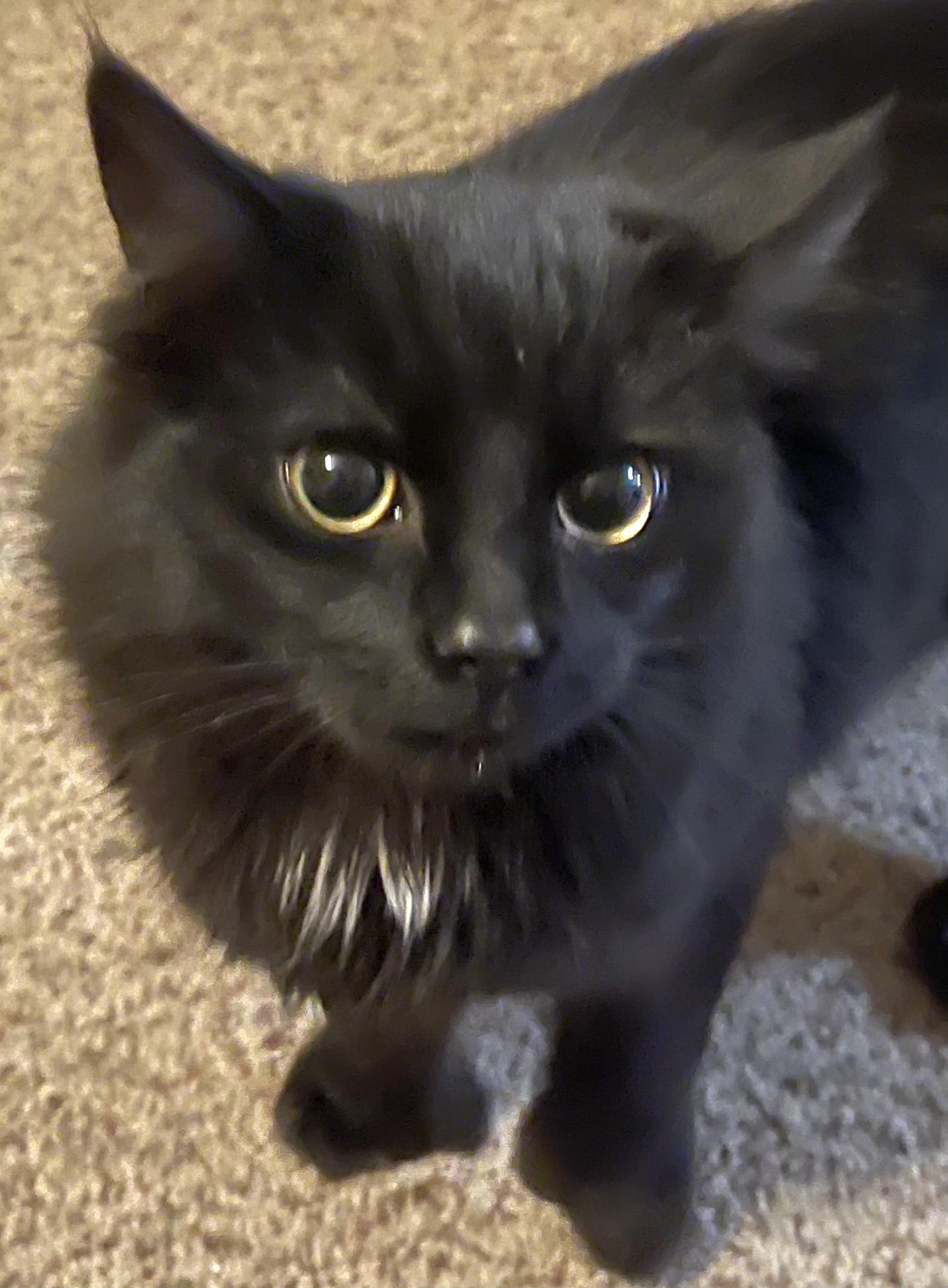 Enlarge Blackjack, a Adoptable mixed breed in Springfield, OR image 2/4