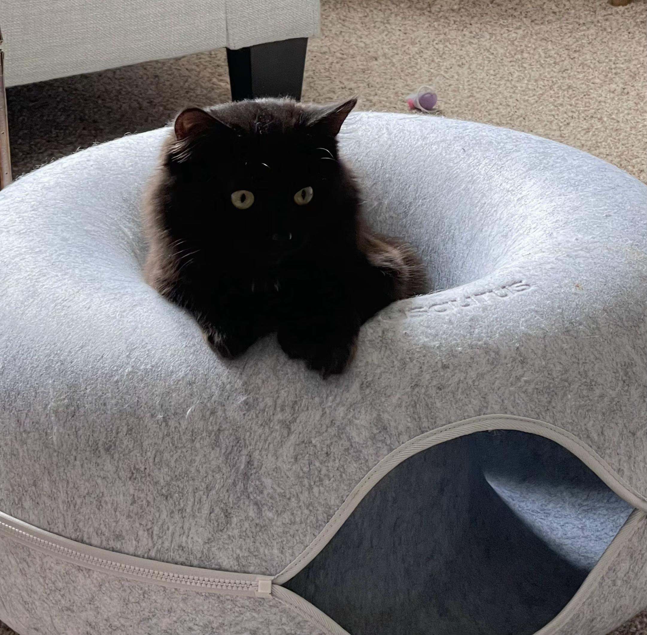 Enlarge Blackjack, a Adoptable mixed breed in Springfield, OR image 4/4