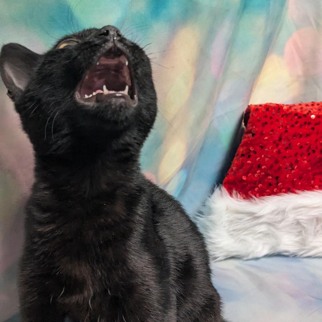 Mr. Marble, Adoptable, Kitten Male Domestic Short Hair.