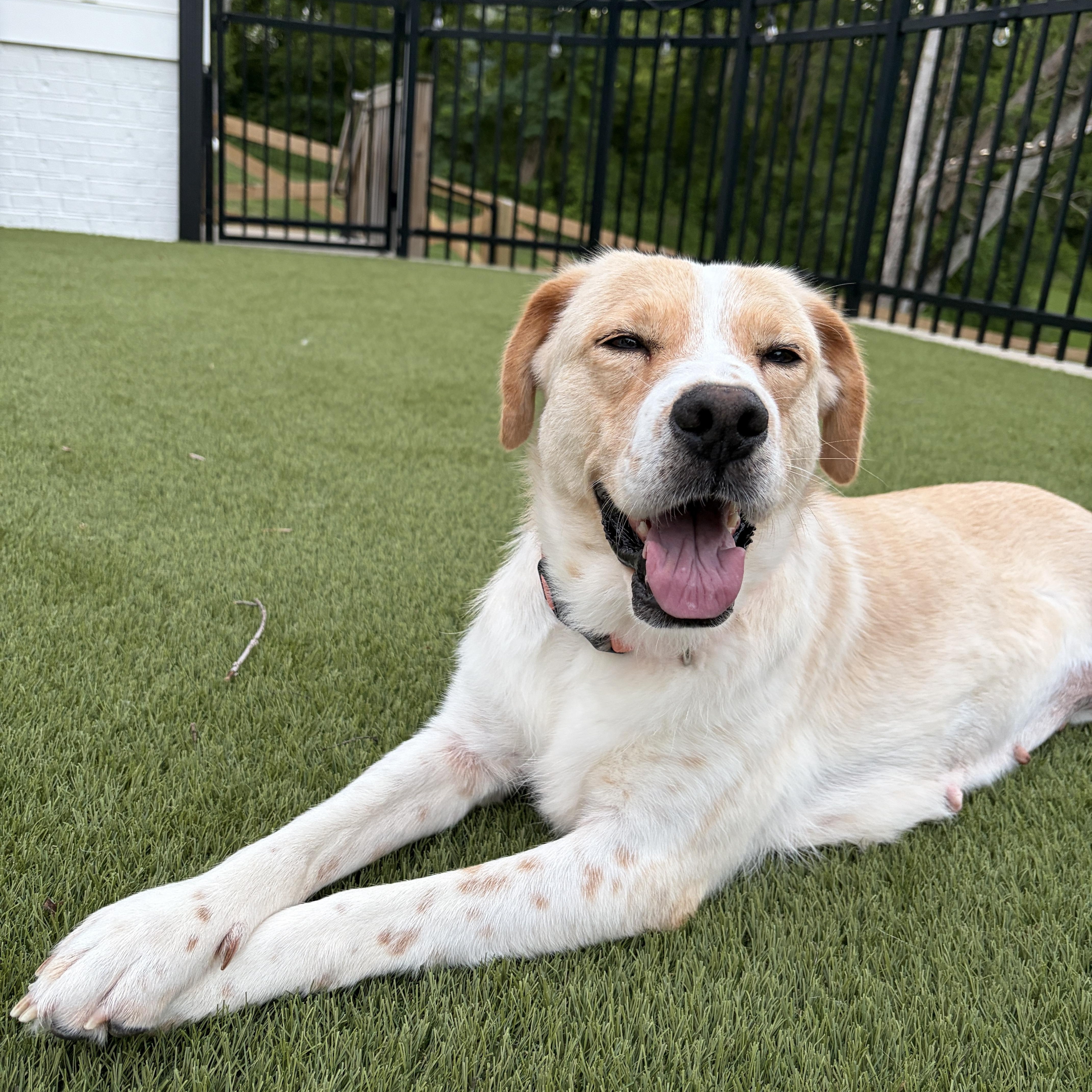 Enlarge Cleo, a ADOPTABLE mixed breed in Spring hill, TN image 5/6