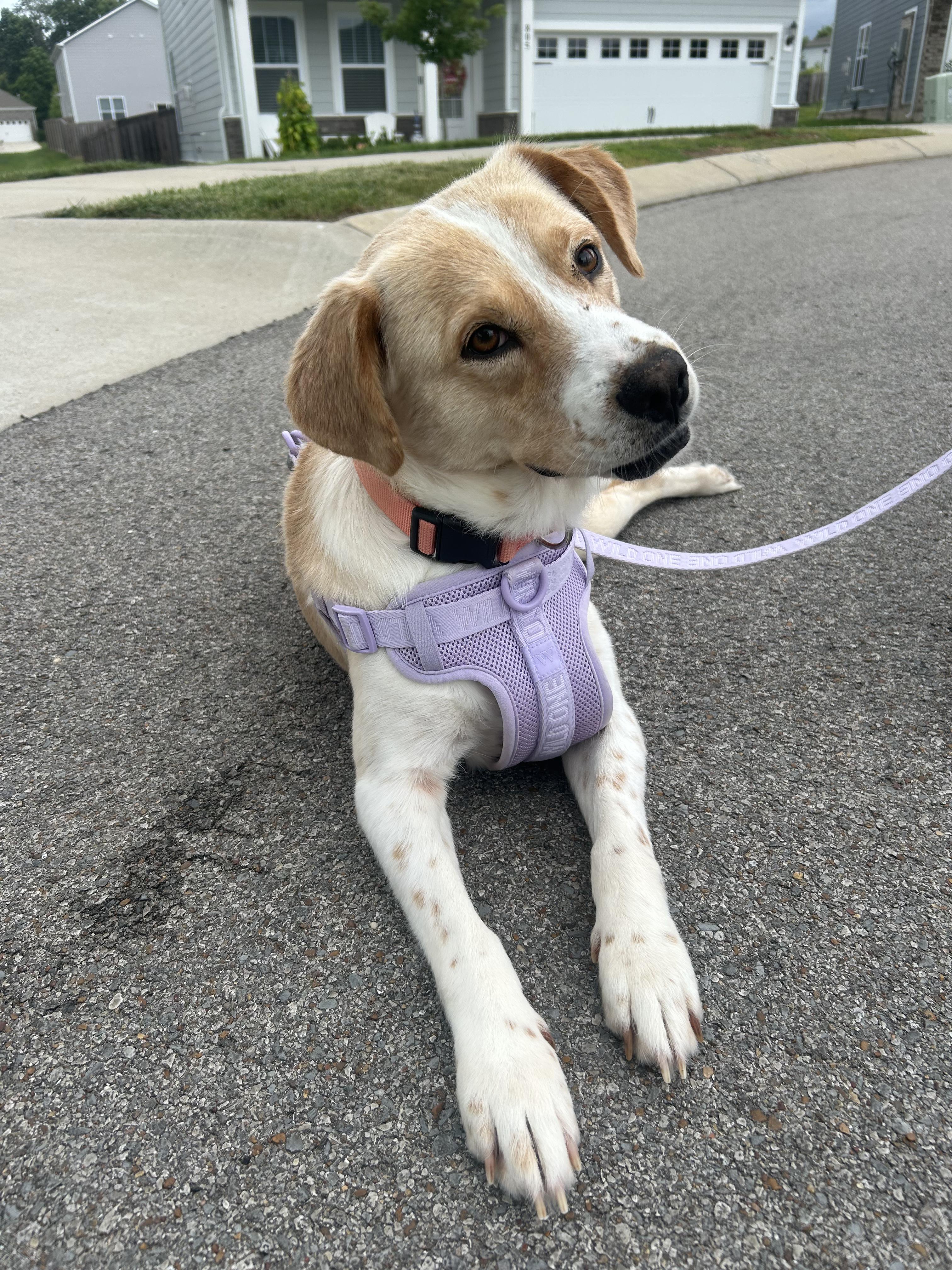 Enlarge Cleo, a ADOPTABLE mixed breed in Spring hill, TN image 1/6