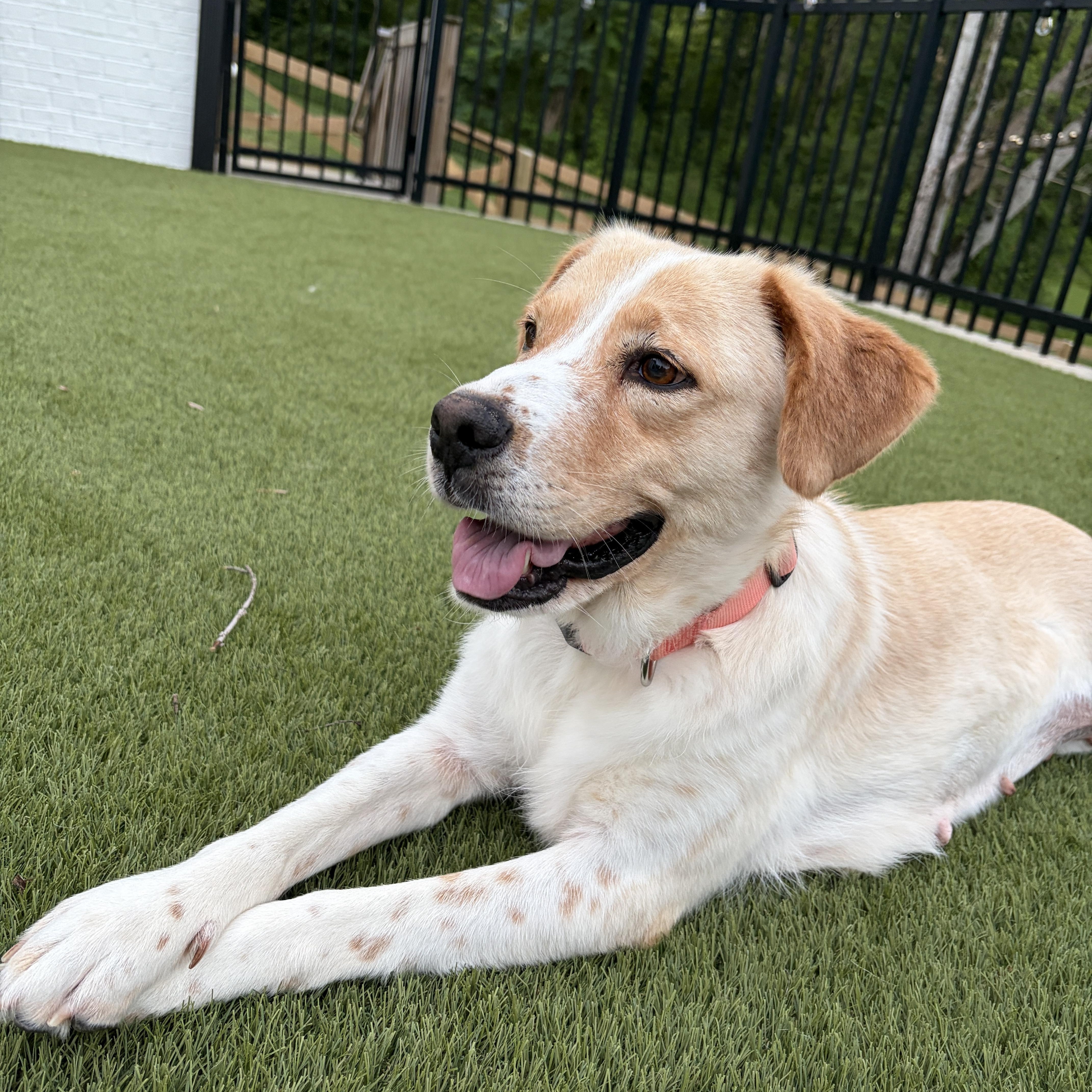 Enlarge Cleo, a ADOPTABLE mixed breed in Spring hill, TN image 2/6