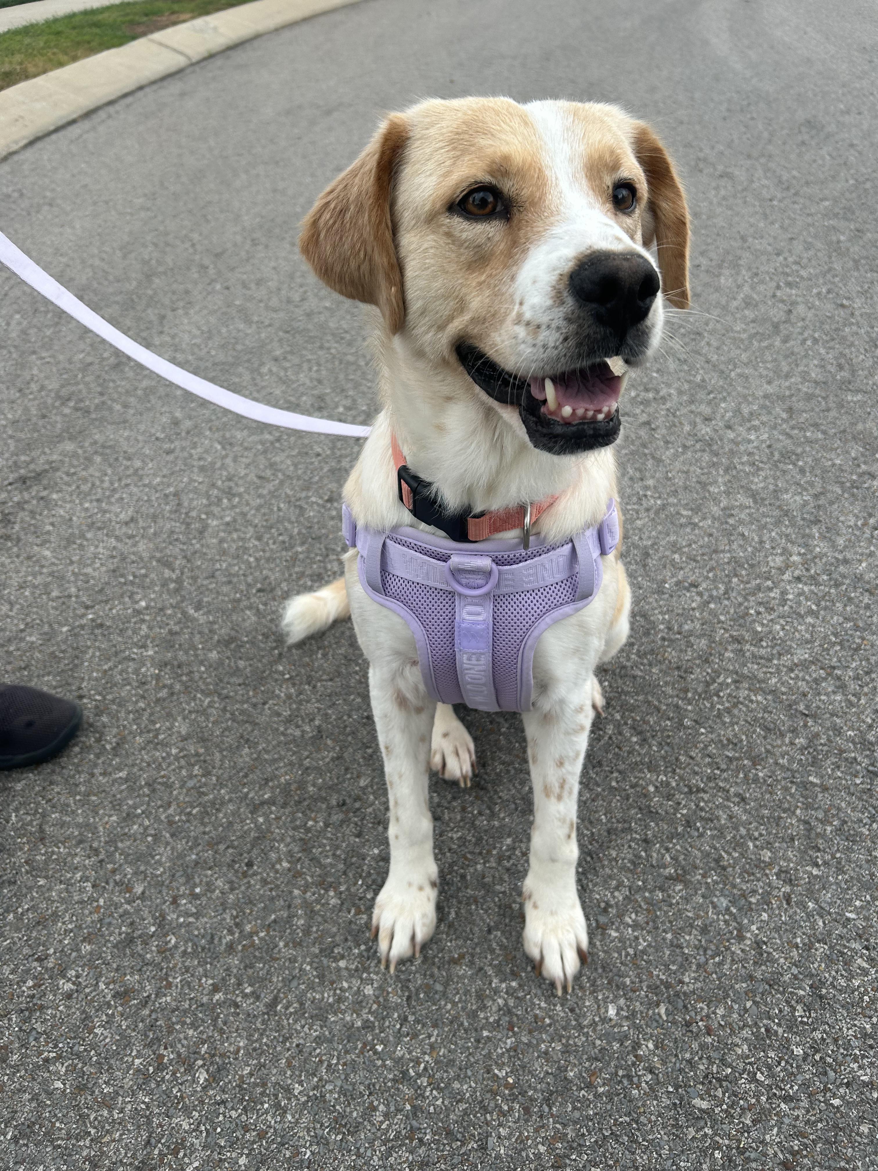 Enlarge Cleo, a ADOPTABLE mixed breed in Spring hill, TN image 6/6