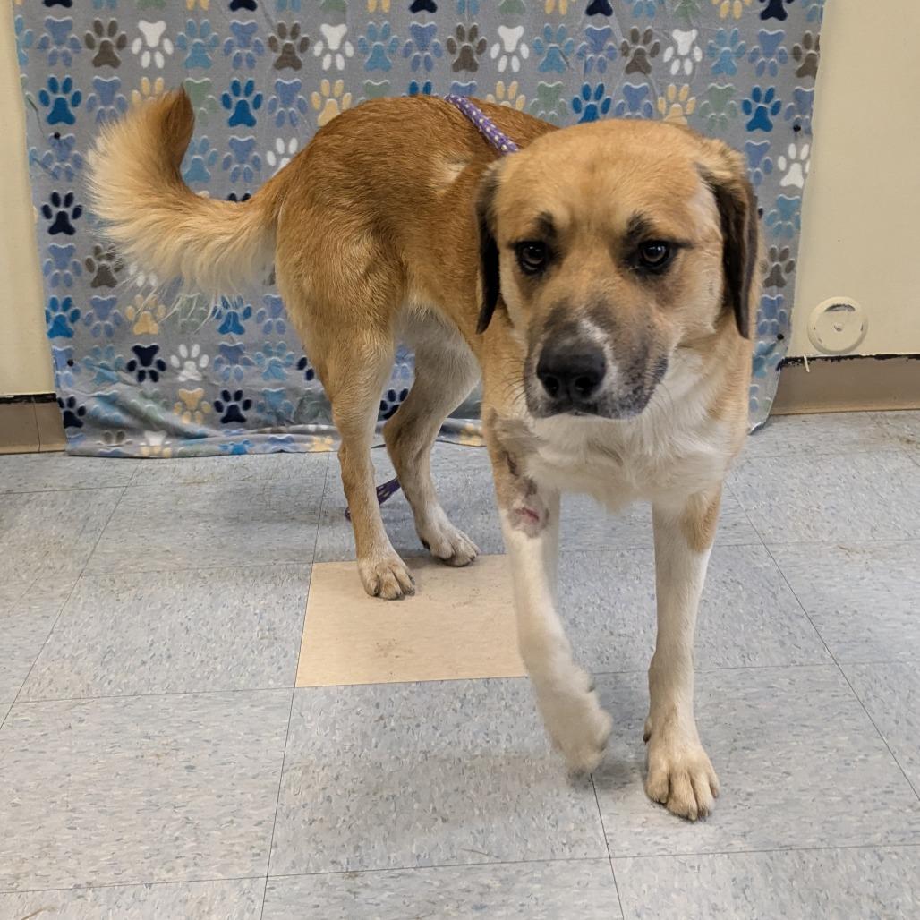 Bill, Adoptable, Adult Male Mixed Breed.