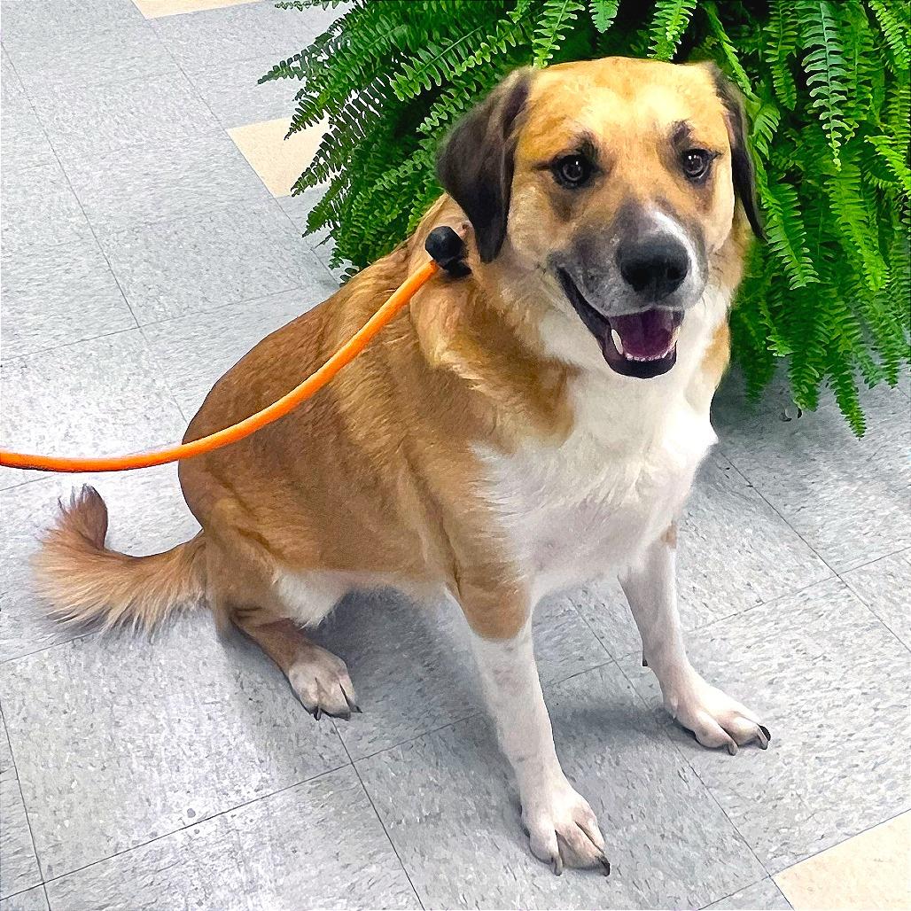 Bill, Adoptable, Adult Male Mixed Breed.