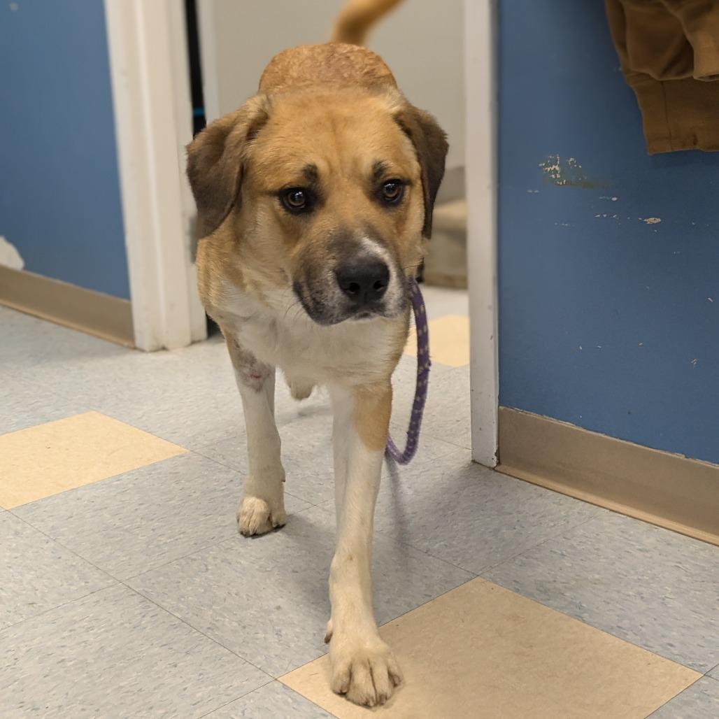 Enlarge Bill, a Adoptable Mixed Breed in Warrensburg, MO image 3/6