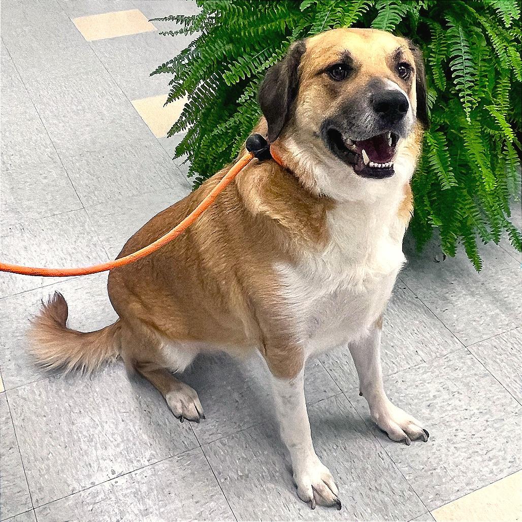 Enlarge Bill, a Adoptable Mixed Breed in Warrensburg, MO image 3/6