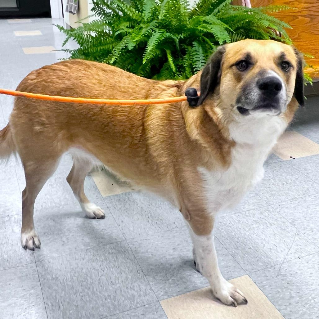 Enlarge Bill, a Adoptable Mixed Breed in Warrensburg, MO image 5/6