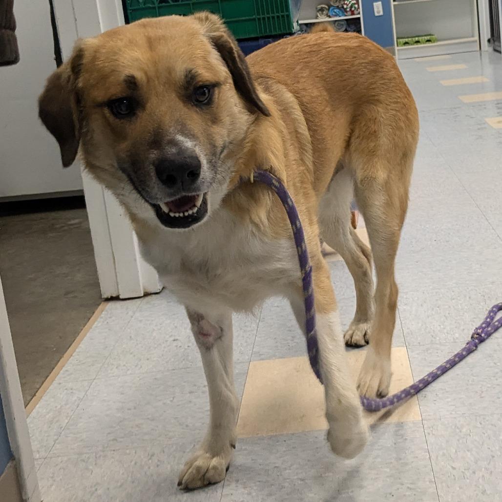 Enlarge Bill, a Adoptable Mixed Breed in Warrensburg, MO image 4/6