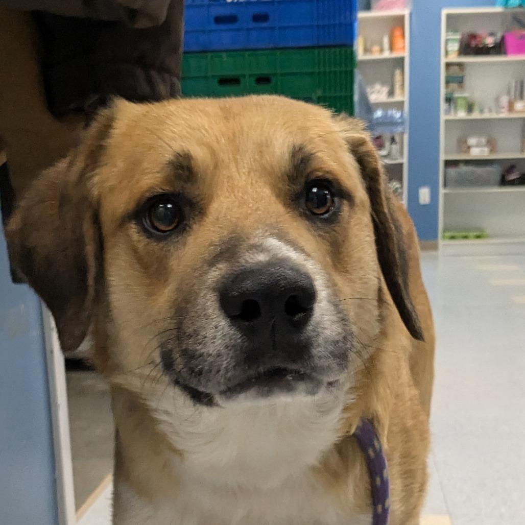 Enlarge Bill, a Adoptable Mixed Breed in Warrensburg, MO image 6/6