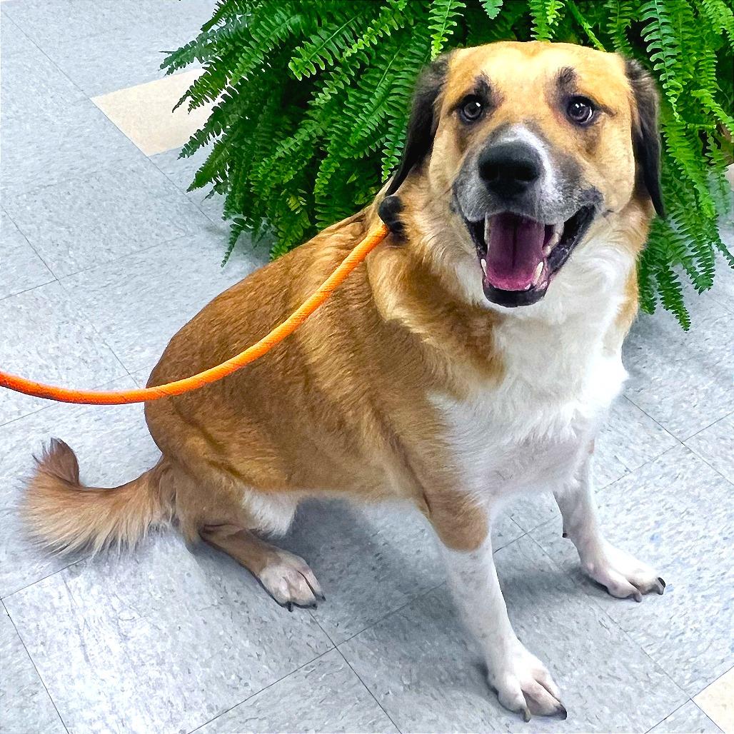 Enlarge Bill, a Adoptable Mixed Breed in Warrensburg, MO image 6/6