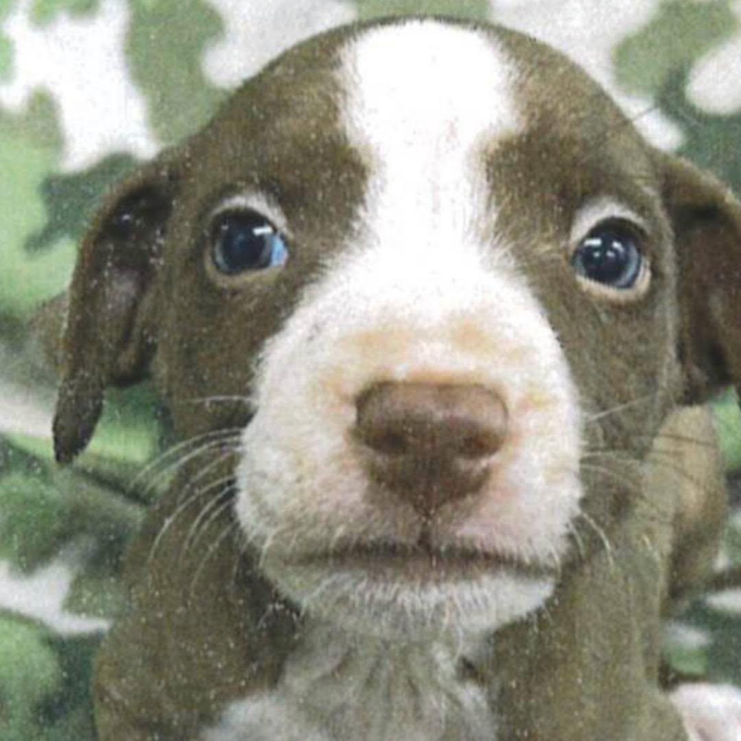 Enlarge Gill, a Adoptable mixed breed in Waxhaw, NC image 2/2