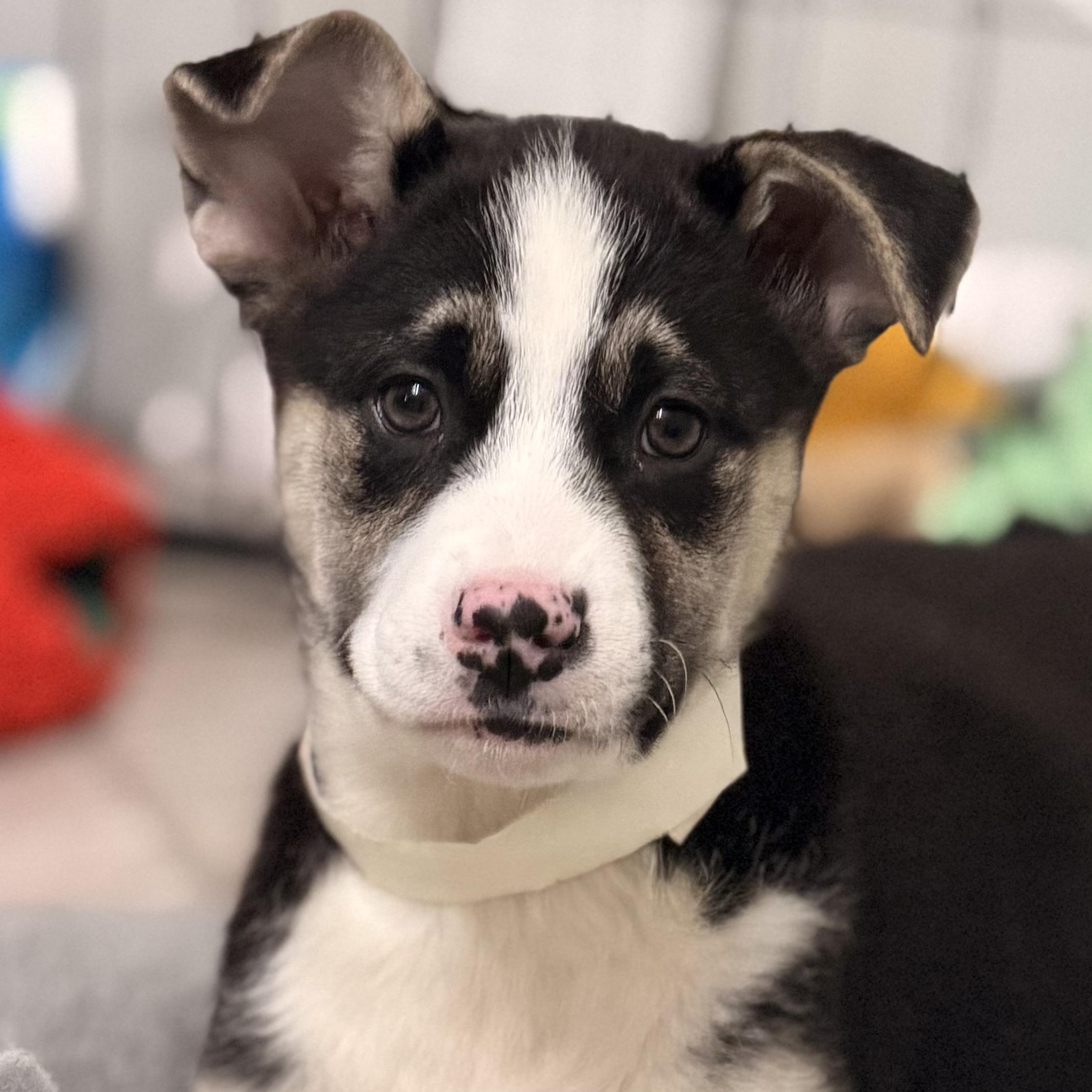 Enlarge Chief, a Adoptable mixed breed in Lindenhurst, NY image 1/1