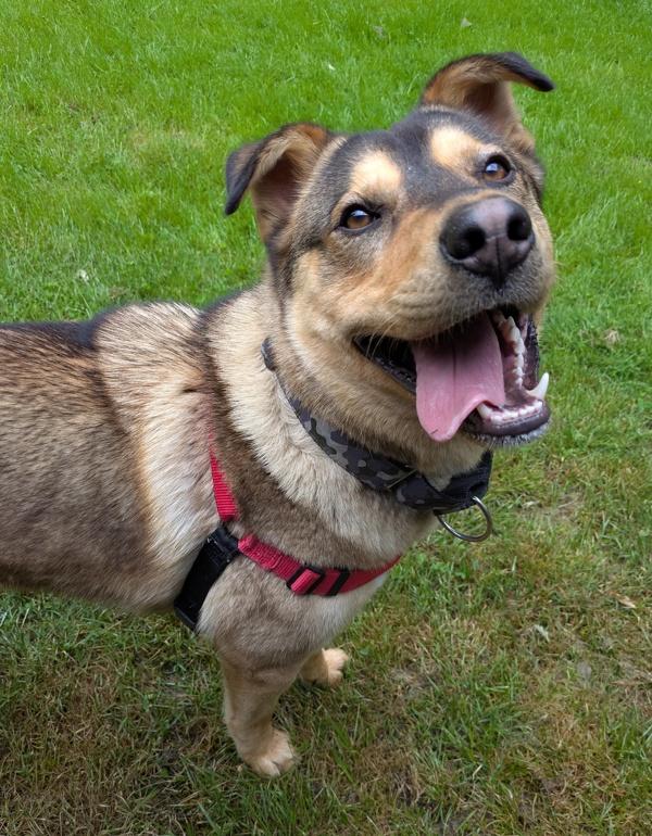 Trigger, Adoptable, Young Male Husky & German Shepherd Dog.