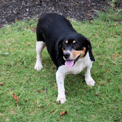 Enlarge Ruby, a Adoptable Beagle in Memphis, TN image 1/4