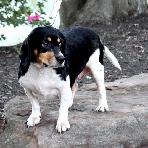 Enlarge Ruby, a Adoptable Beagle in Memphis, TN image 2/4
