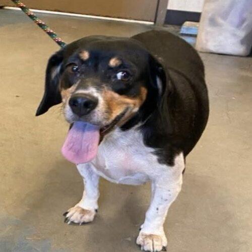Enlarge Ruby, a Adoptable Beagle in Memphis, TN image 3/4